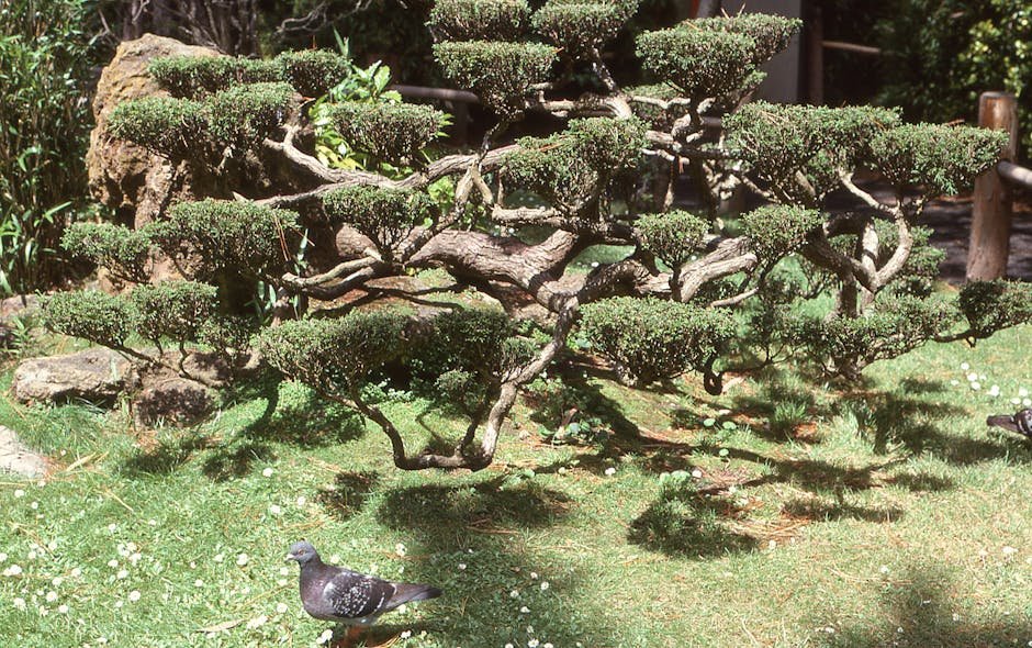 Museo Bonsái Luis Vallejo