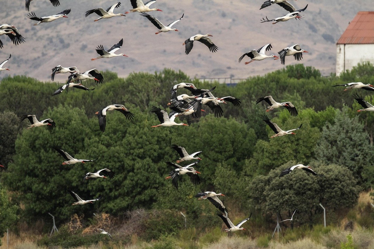 Descubre el Parque Comunidad de Madrid: naturaleza y actividades al aire libre
