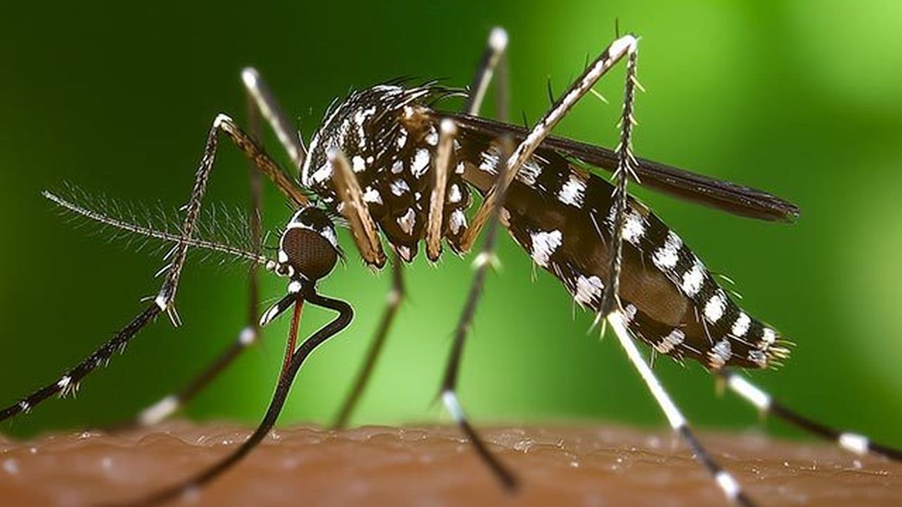 Prevención de picaduras de insectos en verano