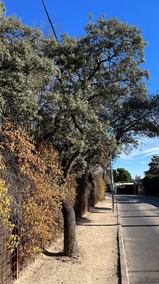 Remodelación del Paseo de la Marquesa Viuda de Aldama en Alcobendas