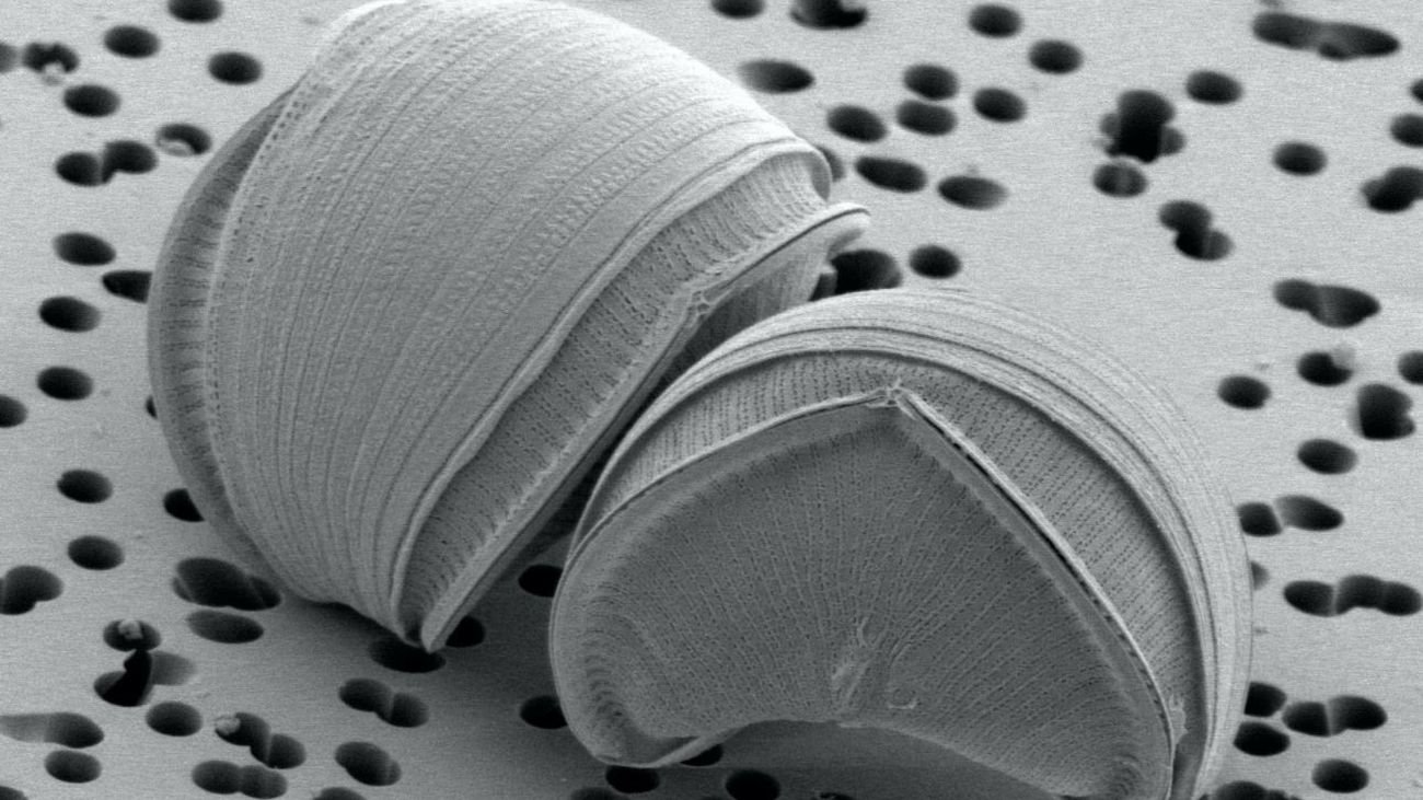 Una especie de alga, Epithemia pelagica, vista bajo un microscopio electrónico de barrido